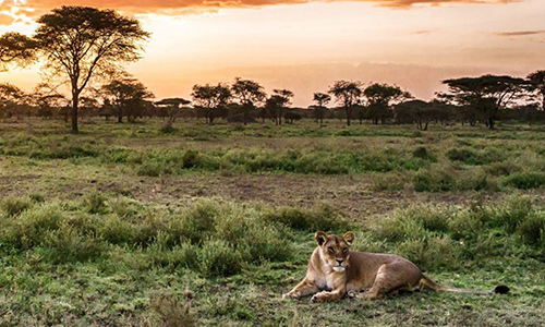 8 Days Best Of Kenya Safari Adventure