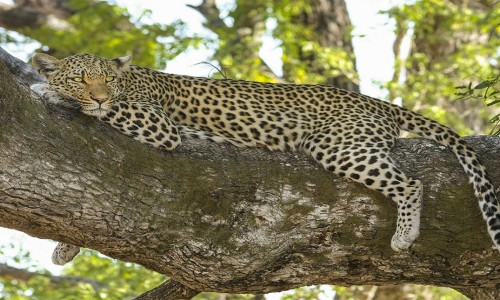 Lake Manyara - Ngorongoro Tour