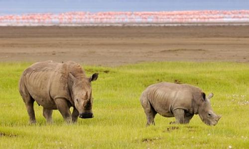 L.manyara - Ngorongoro - Tarangire Tour