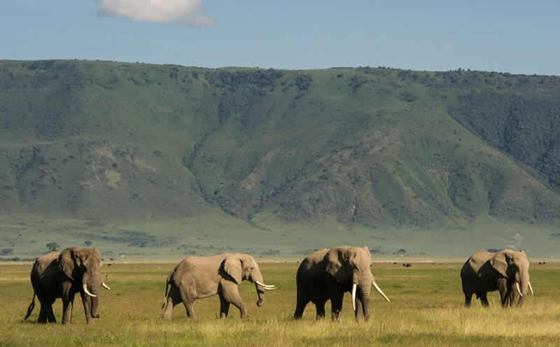 Ngorongoro Crater Tour