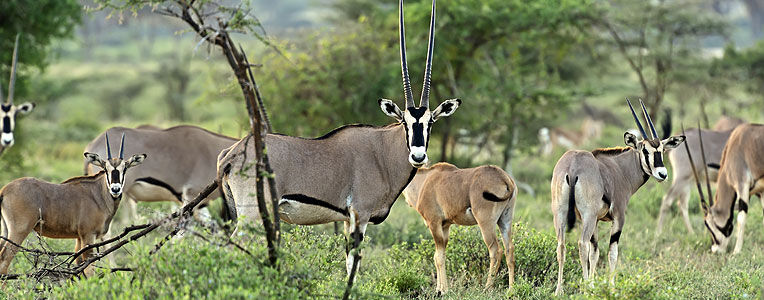 8 Days Best of Kenya Safari Adventure