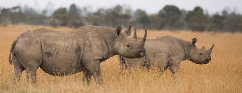 8 Days Best of Kenya Safari Adventure