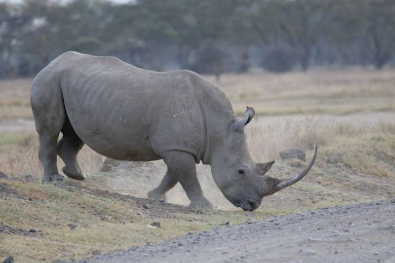 8 Days Best of Kenya Safari Adventure