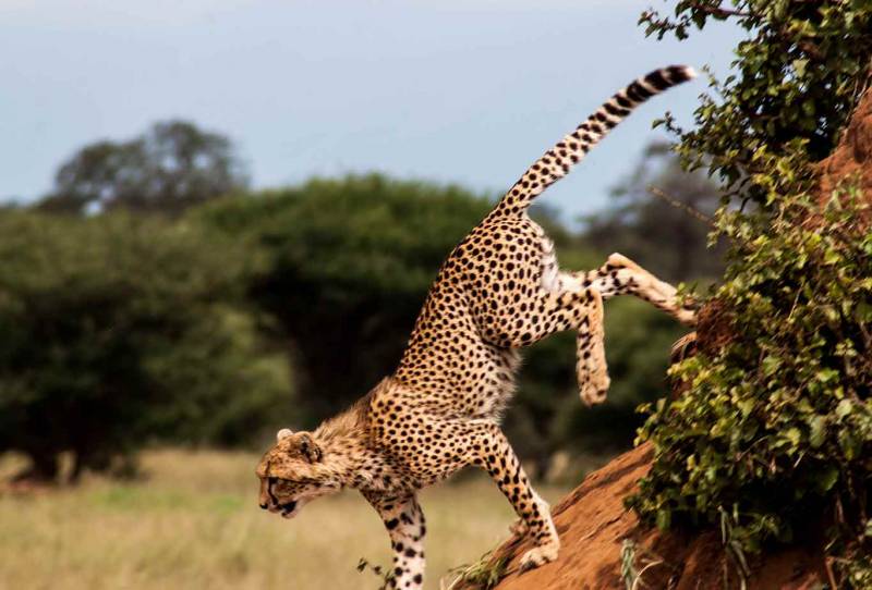 8 Days Best of Tanzania Safari Tour
