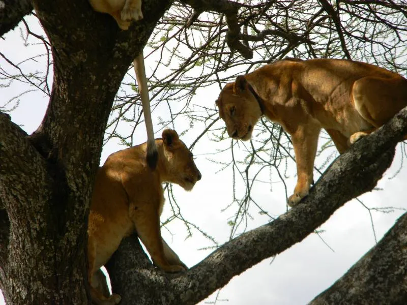 8 Days Best of Tanzania Safari Tour
