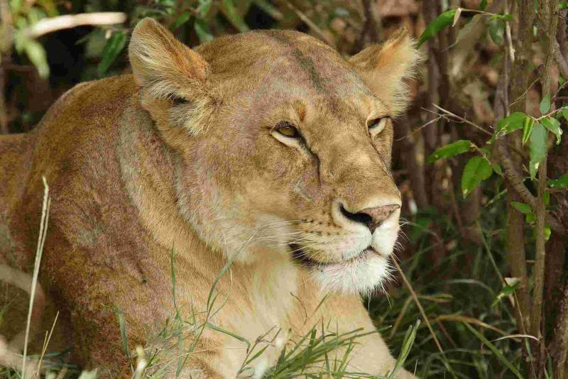 8 Days Best of Tanzania Safari Tour