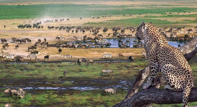 8 Days Best of Tanzania Safari Tour