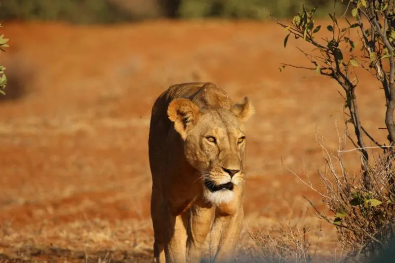 8 Days Best of Tanzania Safari Tour