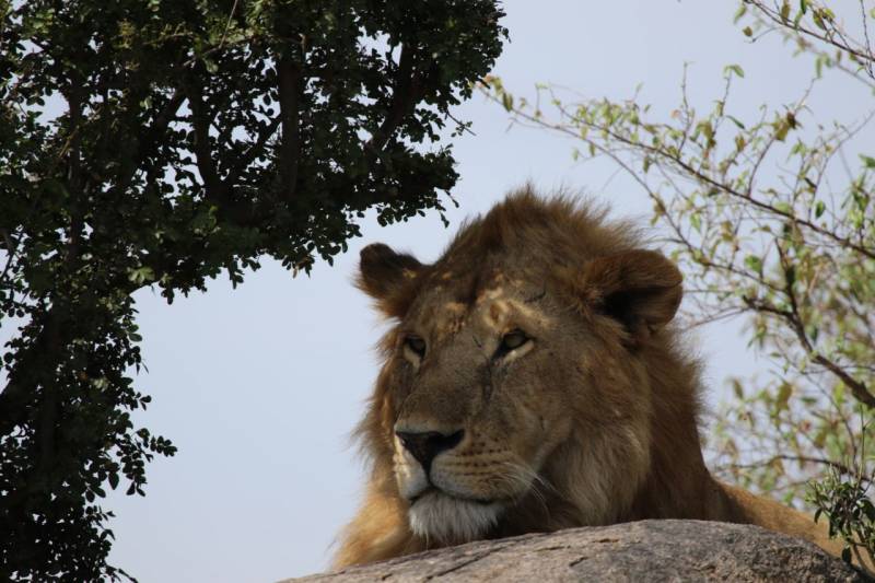 8 Days Best of Tanzania Safari Tour