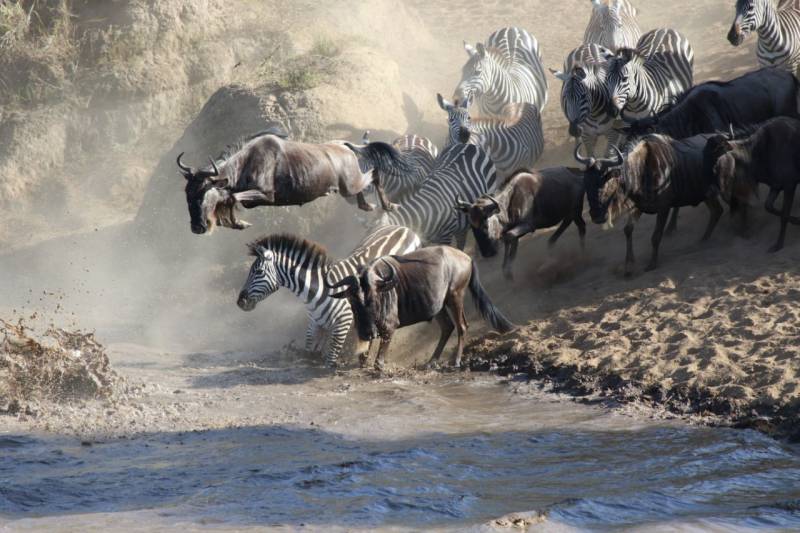 8 Days Best of Tanzania Safari Tour