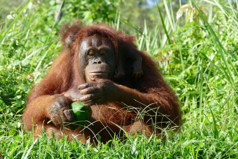 A Day Trip Orangutans Tour