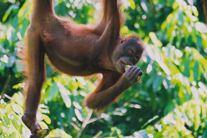 09 Days North – West Sumatra Overland Tour Included Orangutans