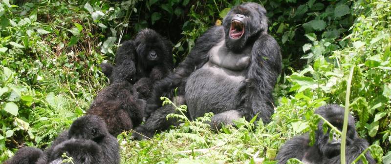 Congo & Rwanda Gorilla Safaris Package