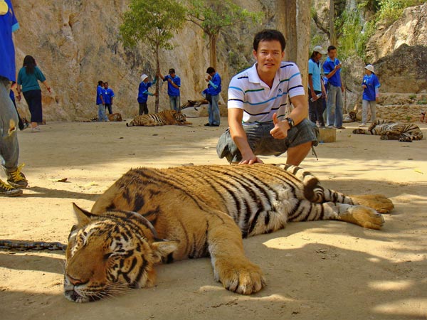Morning Tiger Temple Tour Package