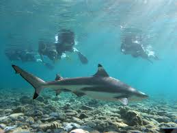 Snorkel with Sharks Tour Image
