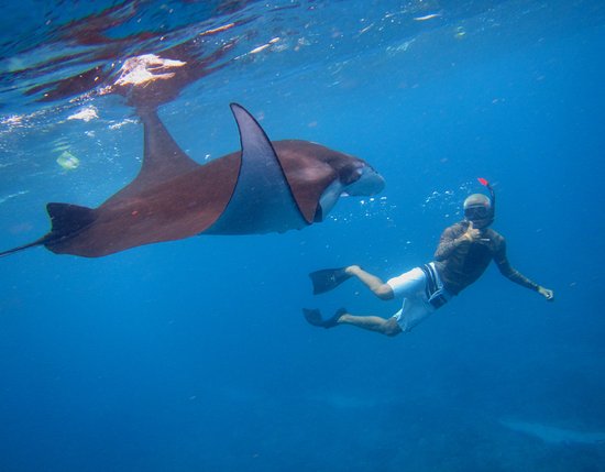 Sea Plane Trip – Swim With Manta Rays Tour