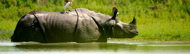 The Rhino Land Kaziranga – Guwahati Package