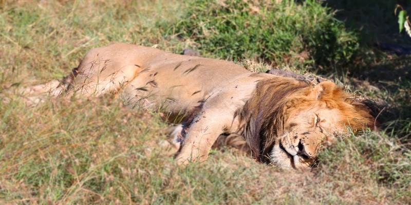 Kenya Big Five Safari Package