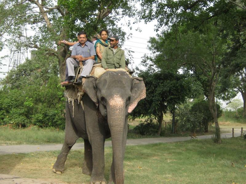 Corbett Elephant Safari Tour