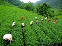 Darjeeling Tour Packages From Pune
