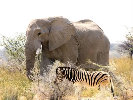 Safari And Nature Tour Of Namibia