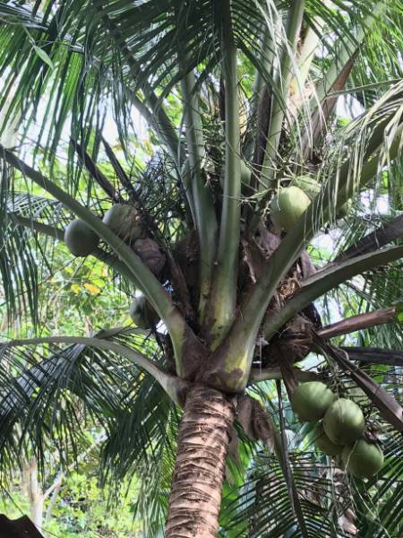 Coconut Journeys Tour