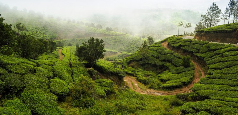 Munnar Delights - Honeymoon Special Tour