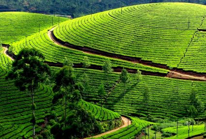 Munnar Delights - Honeymoon Special Tour