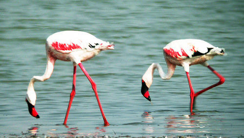 Gujarat Wildlife & Bird Watching Tour