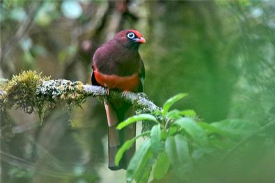 Birds Of Assam And Eaglenest Tour