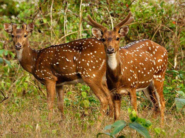 Namdapha National Park Tour (172367),Holiday Packages to Dibrugarh