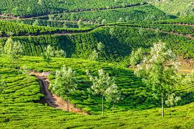 Cochin – Munnar – Cochin Tour