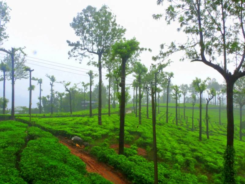 Cochin – Thekkady – Cochin Tour