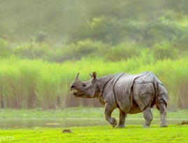Wildlife Tour At Kaziranga National Park Package