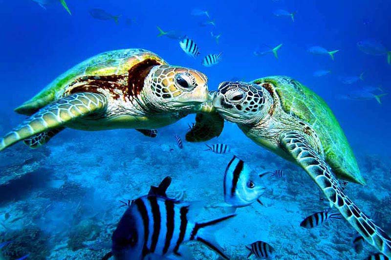 Mini Vacation – Sri Lanka 3 Days 2 Nights Tour