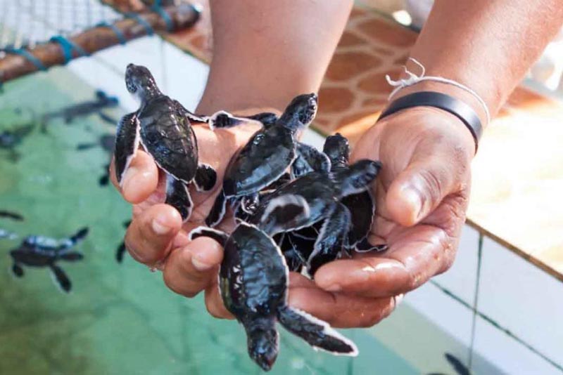 Discover Sri Lanka’s Leisure Vacation Tour