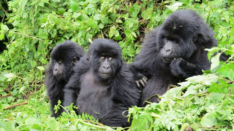 Gorilla Tracking In Rwanda Package