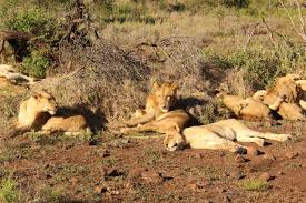 2 Nights Imbali Safari Lodge Kruger Tour Package