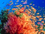 Discover Fiji  Tour Package