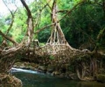 Best Of Meghalaya (shillong ) Tour Package