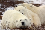 Churchill and Polar Bear Experience Tour Image