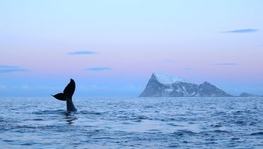 Whale Watching Tour In Tromsø Tour Package