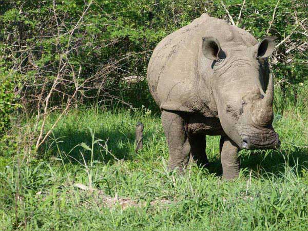 Kruger Park Private Game Reserve Safari Tour Package