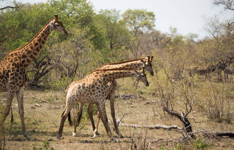 Kruger Park Private Game Reserve Safari Tour Package