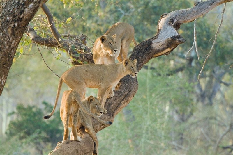 Kruger Park Safari Tour Package
