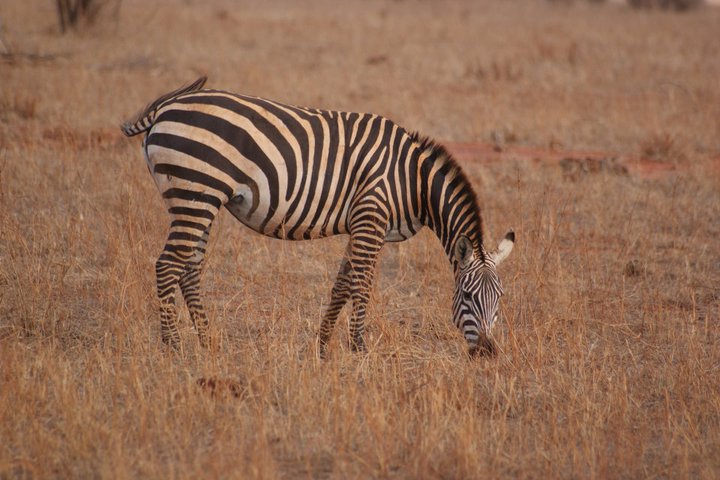 3 Days Tsavo East and Taita Hills Saltlick