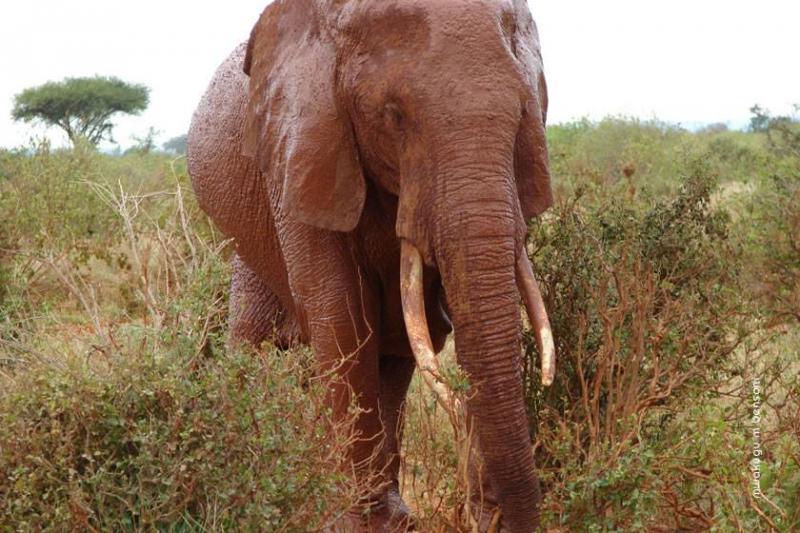 3 Days Tsavo East and Taita Hills Saltlick