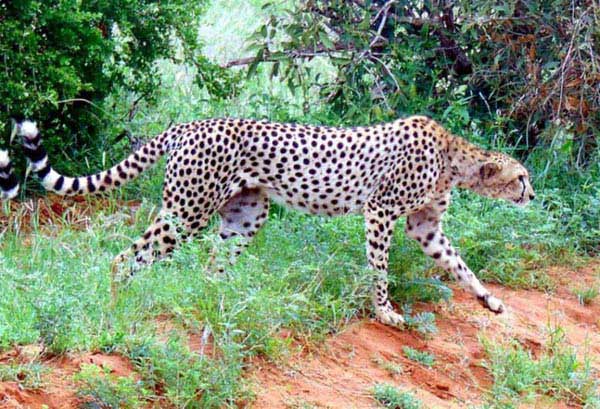 3 Days Tsavo East and Taita Hills Saltlick