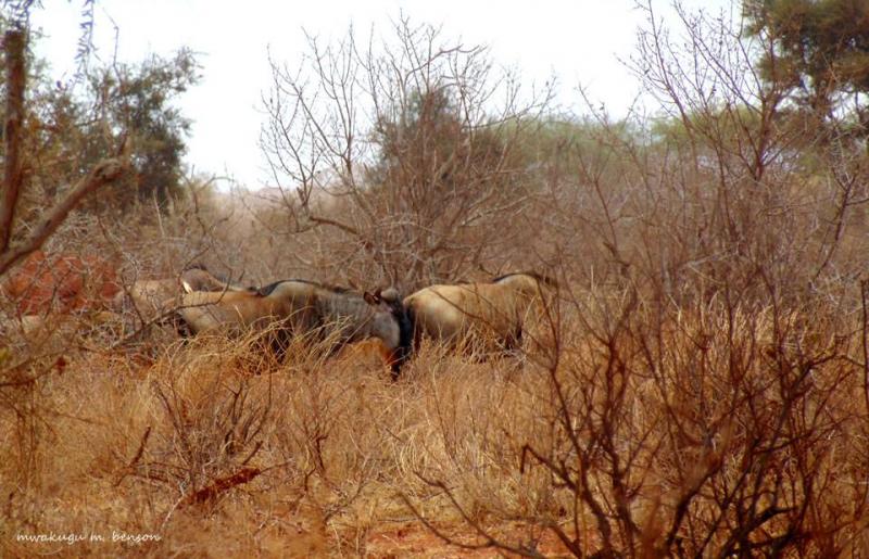 3 Days Tsavo East and Taita Hills Saltlick