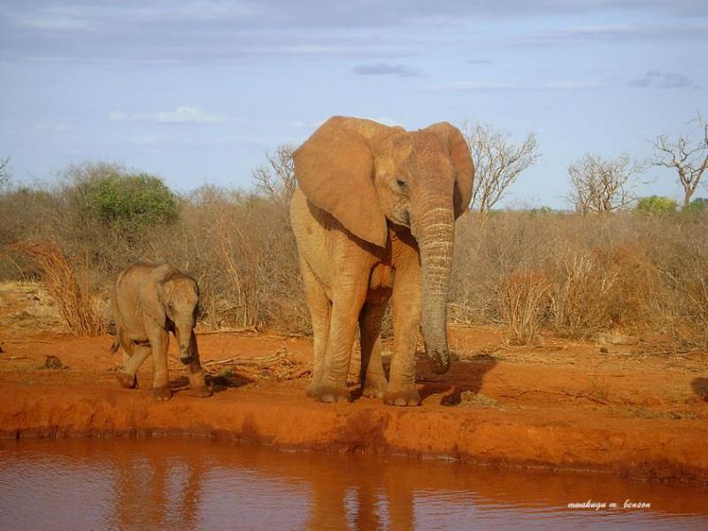 3 Days Tsavo East and Taita Hills Saltlick